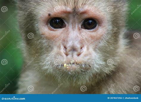 Un Mono Capuchino Frente Blanco Cebus Albifrons Mirando Sorprendido