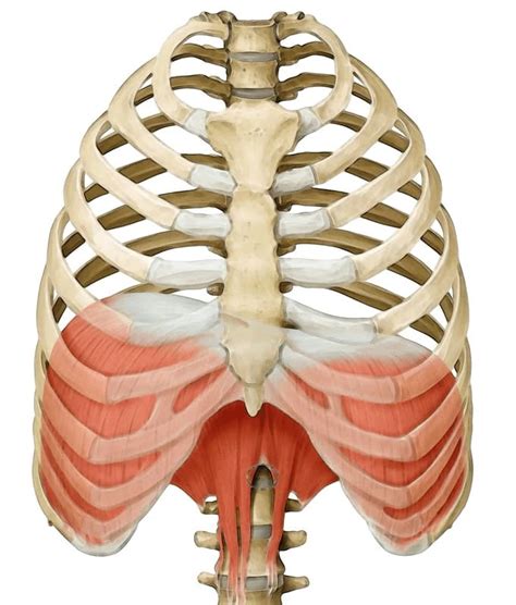 Diaphragm Learn Your Muscles Custom Pilates And Yoga