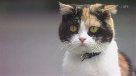Mysteries of detective cat holmes. Трехцветная кошка по имени Холмс. Кадр из сериала ...