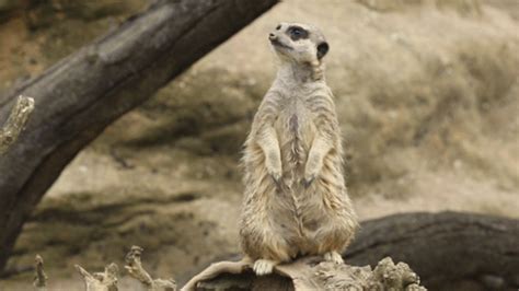 Meerkat Result