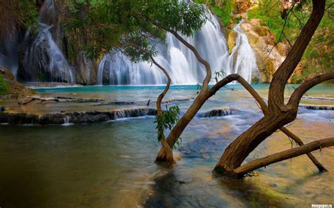 Waterfall Tree Water Hd Wallpaper Nature And Landscape