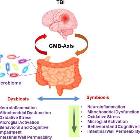 Tbi Induced Dysbiosis Via The Gut Microbiome Brain Gmb Axis The