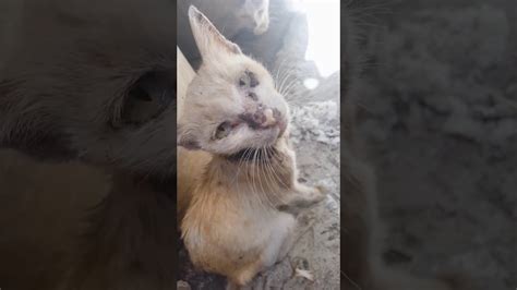 Dying Cat Needs Our Help Youtube
