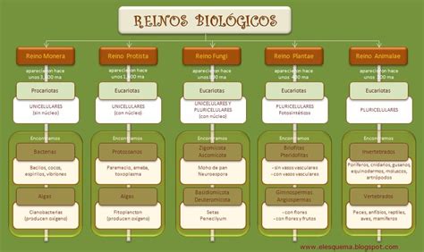 Mapa Conceptual De Los Cinco Reinos De La Naturaleza Educacion