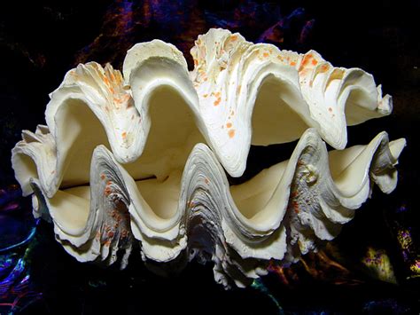 Maybe you would like to learn more about one of these? Fluted Giant Clam Shell Photograph by Frank Wilson