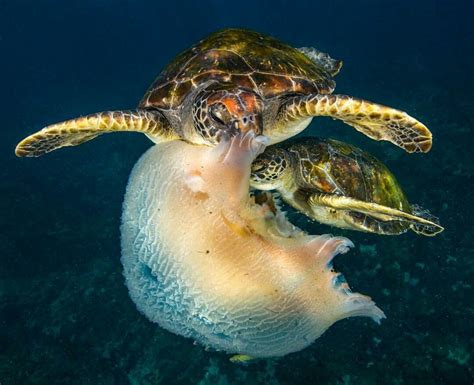 Sea Turtles Eating A Jellyfish Marine Turtle Turtle Aquarium Land Turtles
