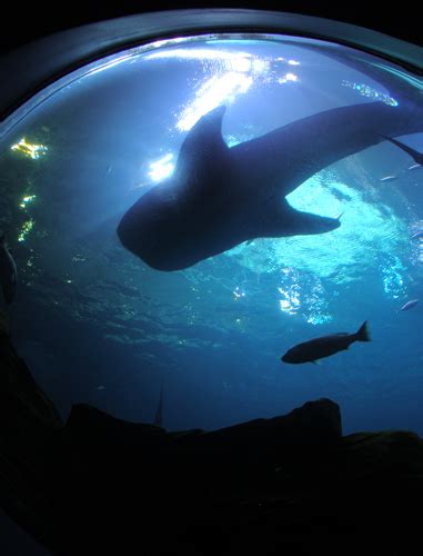 Wanderlust Atlanta Atlantapix Whale Shark