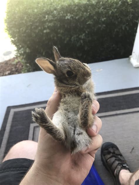 Baby Bunny Reyebleach