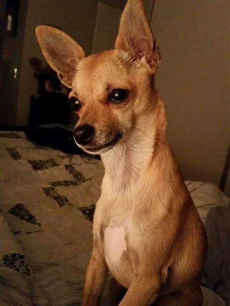 24 Best Deer Chihuahua Images On Pinterest Deer Chihuahua Little