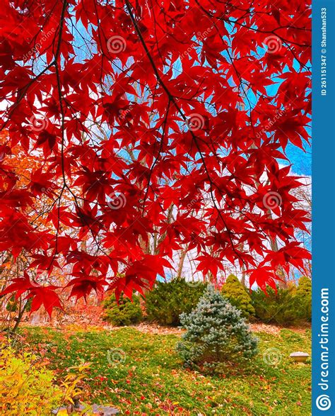 Beautiful Maple Tree Leaves With Blue Sky Background Stock Image