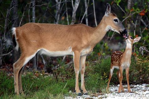 Key Deer Fawn Noni Cay Photography