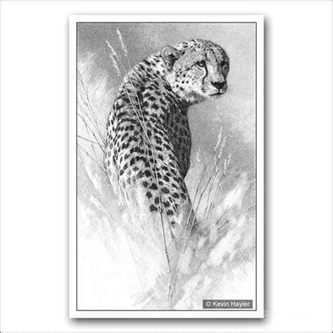 A Waiting Game Cheetah Pencil Drawing Fine Art Print