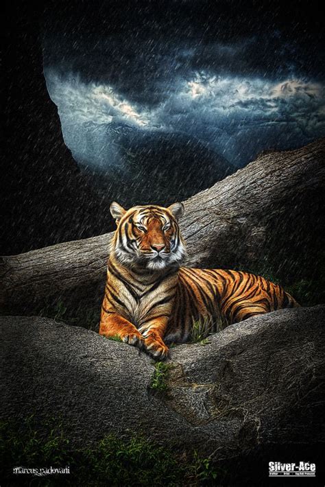 Tiger Im Regen Geänderte Foto And Bild Tiere Wildlife Säugetiere