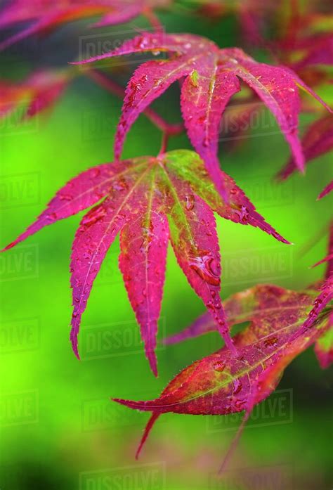 Japanese Maple Leaf Stock Photo Dissolve