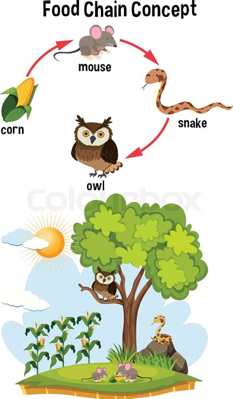 Science Food Chain Concept Stock Vector Colourbox