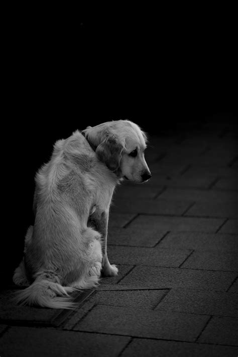 Sad Dog Free Stock Photo Public Domain Pictures