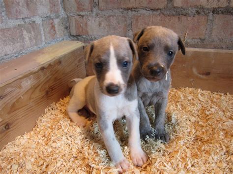 There are 1116 whippet puppy for sale on etsy, and they cost $20.60 on average. **2 STUNNING MALE WHIPPET PUPPIES FOR SALE!** | Nottingham ...