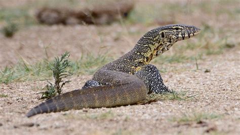 Nile Monitor Water Leguaan Varanus Niloticus Flickr Photo