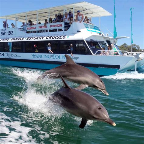 Dolphin Cruise And Views Mandurah Cruises