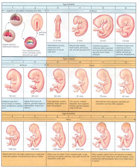 Fetal Development Week By Week Calendar Aubine Bobbette