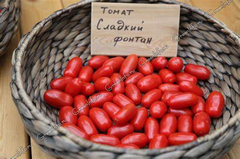 Диета если плод крупный Сорта разноцветных томатов Сорта разноцветных томатов Диета если плод крупный