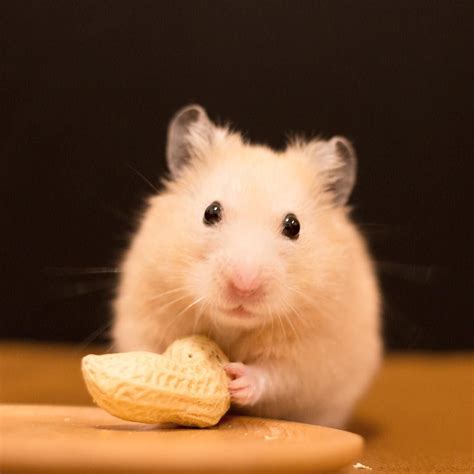 Pin By Sophia Nolan On Hamsters Cute Hamsters Cute Rodents Syrian