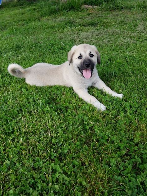 The anatolian shepherds are intelligent, loyal and easy to train. Anatolian Shepherd - Dog Breed history and some ...