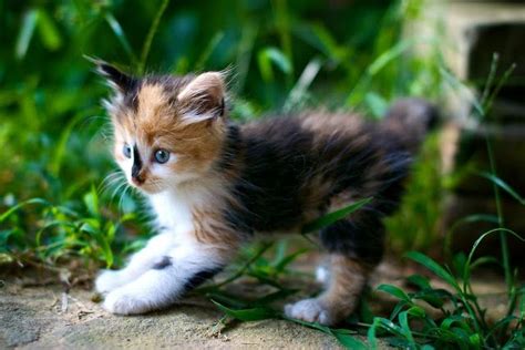 For a better experience please change your browser to chrome, firefox, opera or internet explorer. cute calico kitten cat pic | Cats & kittens | Pinterest