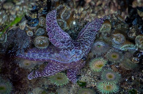 Purple Sea Star Pisaster Ochraceus