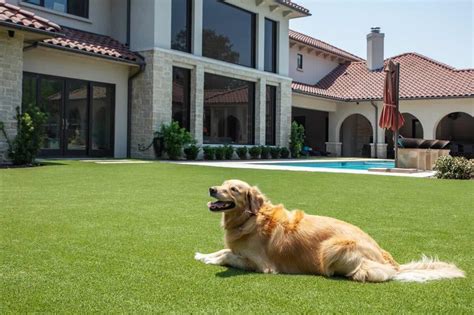 How To Clean Astro Turf That Is Used For Animals Storables