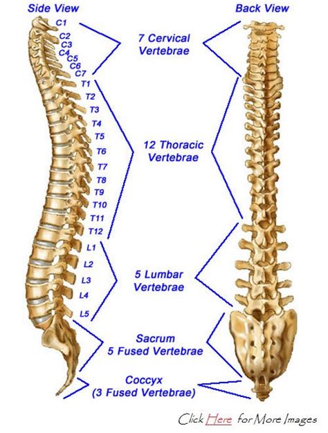 Diagram Thoracic Spine Thoracic Spines Cervical Vertebrae