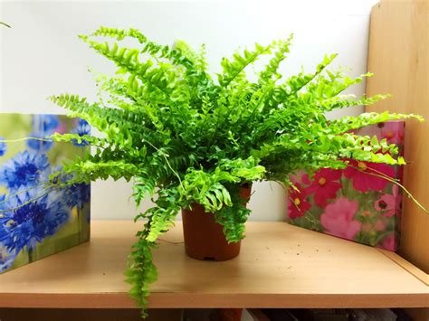 Your beloved indoor boston fern likes indirect light, so the morning sunlight is great for them, but on the other hand, the harsh direct afternoon sunlight can scorch the delicate fronds. 1 Live Boston Fern Large House plant @ pot Indoor Tropical ...
