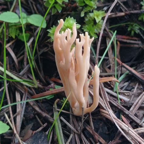Upright Coral Fungus From Pico De Tancítaro On October 7 2023 At 0308