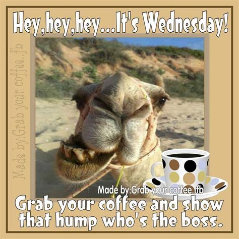 hey hey hey it s wednesday grab your coffee and show the hump who s boss wednesday