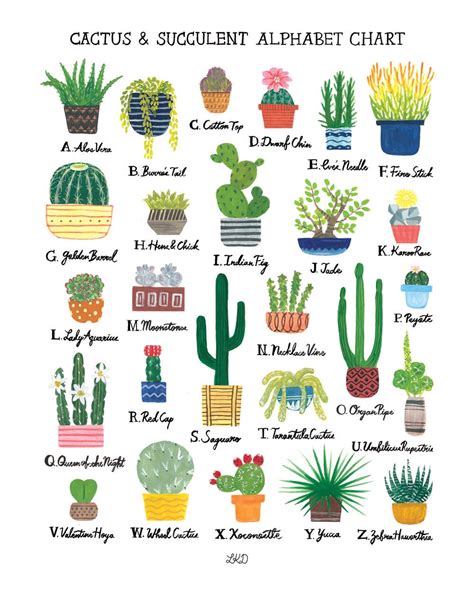 Cactus And Succulent Alphabet Chart Art Print Etsy Australia