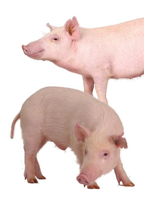 Mini Pig Breeds American Mini Pig Association
