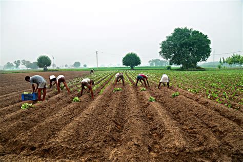 Indian Farmer Farming