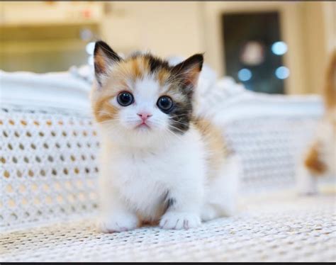 Munchkin Cat Rescue Near Me Cat Meme Stock Pictures And Photos