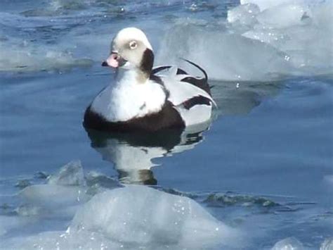 Old Squaw Long Tailed Duck