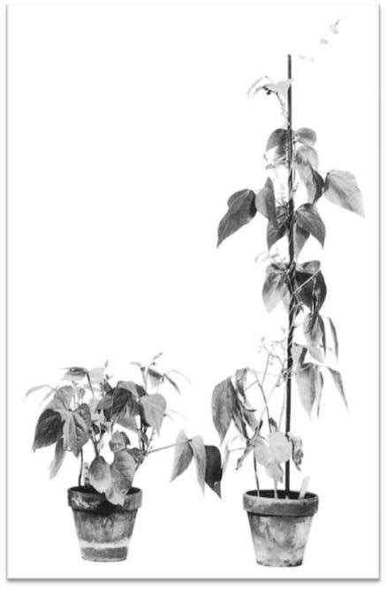 Maybe you would like to learn more about one of these? Plant Hormone Gibberellins : Major Functions