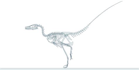 Velociraptor Skeleton By Oghaki On Deviantart