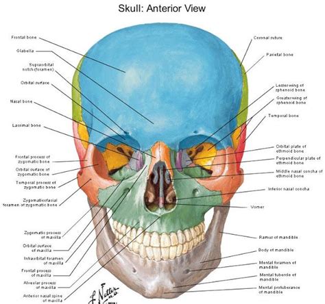 Skull Landmarks Diagrams Of Anatomy Of Skull With Radiographic Land
