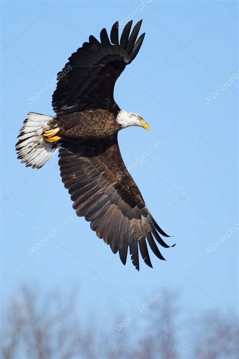 American Bald Eagle Flying Stock Photo By ©coffee999 24799917
