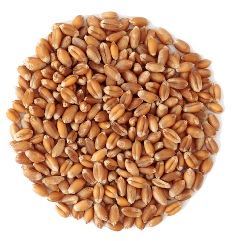 Пшеница зерно купить в Санкт Петербурге СПб дешево оптом и в розницу