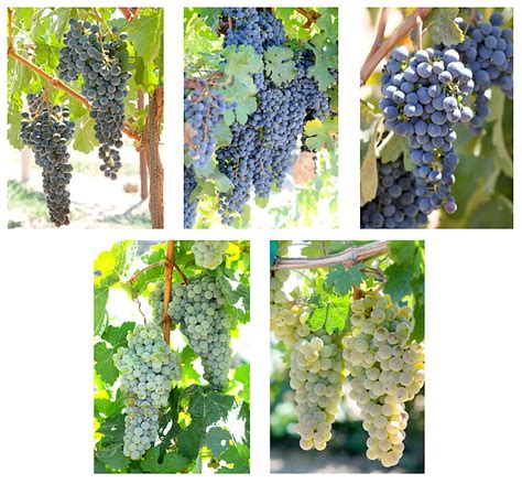 New Wine Grape Varieties From Old Genetics Good Fruit Grower