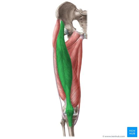 Quadriceps Femoris Muscle Quadriceps Femoris Human Muscle Anatomy