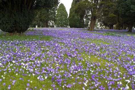 Free Stock Photo 7881 Green Lawn Covered In Crocus Flowers Freeimageslive