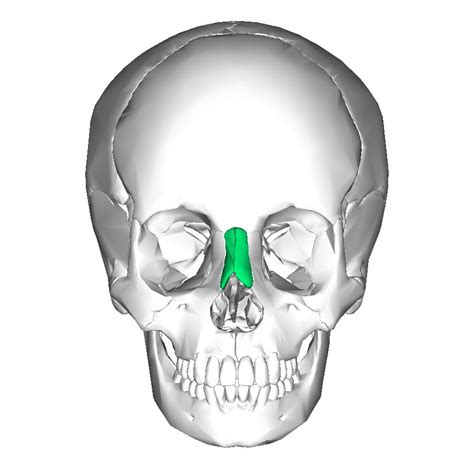 Nasal Bones 2 Bones Lie Side By Side Between Frontal Process Of