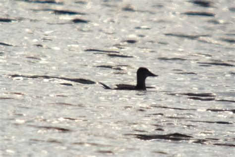 Quabbin Birding And Beyond Ruddy Duck At Lake Metacomet