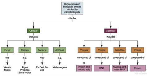 Microbes Classification Study Solutions